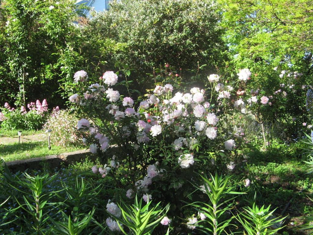 Westella Colonial B&B Accommodation Ulverstone Luaran gambar